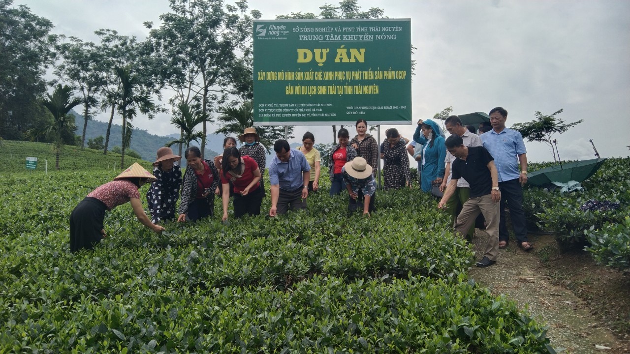 Tham quan Mô hình sản xuất chè xanh phục vụ phát triển sản phẩm OCOP gắn với du lịch sinh thái tại xóm Chính Phú 1, xã Phú Xuyên, huyện Đại Từ, tỉnh Thái Nguyên